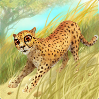 cheetah_fb